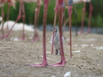 FZ029885 Greater flamingo chick (Phoenicopterus roseus).jpg